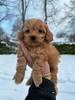 Maltipoo pups, maltezer x toy poedel, Dieren en Toebehoren, Honden | Chihuahua's en Gezelschapshonden, Nederland, Overige rassen