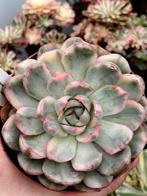 Echeveria sp.'Strawberry cake variegated' BE, Ophalen of Verzenden