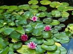de mooiste waterlelie`s, grote keus vijverplanten, Ophalen of Verzenden, Zomer, Vijverplanten, Volle zon
