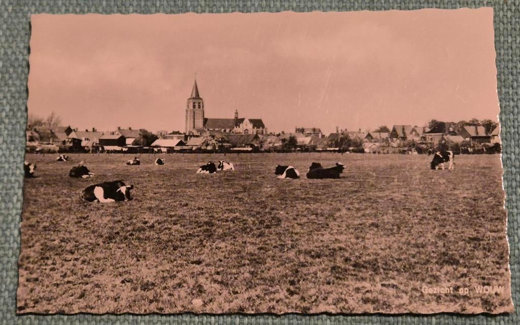 Oude Ansichtkaart Gezicht op Wouw met Koeien, Ophalen of Verzenden, 1960 tot 1980, Gelopen, Noord-Brabant