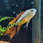 Apistogramma cacatouides, Dieren en Toebehoren, Vissen | Aquariumvissen, Vis