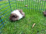 lunkarya zeugje, Dieren en Toebehoren, Knaagdieren, Augustus, Vrouwelijk, Cavia