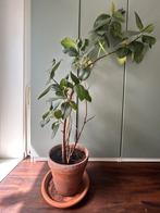 Ficus Elastica / Indiache Rubberboom met pot, Huis en Inrichting, Kamerplanten, Ophalen, Ficus, In pot, Bloeiende kamerplant