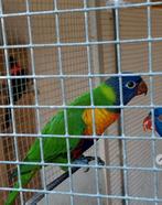 Lori van de blauwe bergen, Dieren en Toebehoren, Vogels | Duiven, Mannelijk, Overige soorten