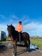 Welsh cob c pony, Dieren en Toebehoren, Pony's, Merrie, B, Gechipt, Dressuurpony