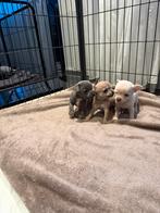 Te koop chihuahua pups, Dieren en Toebehoren, 8 tot 15 weken, Meerdere, Meerdere dieren, Chihuahua
