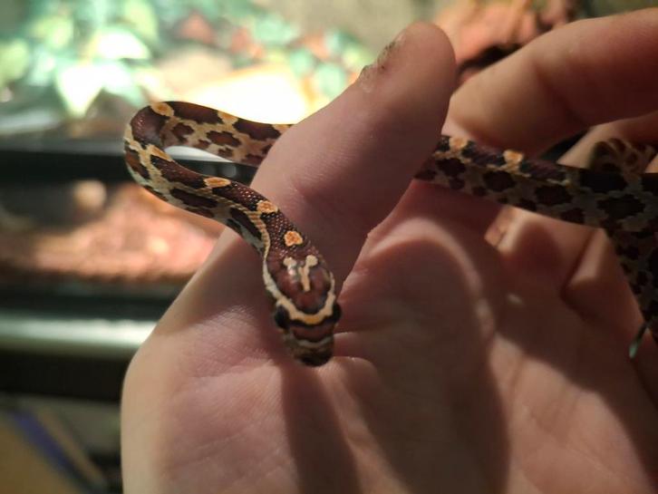 Pantherophis guttatus wildkleur het. Scaleless