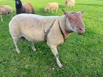 Te koop Rouge ram, Dieren en Toebehoren, Schapen, Geiten en Varkens, Mannelijk, Schaap, 3 tot 5 jaar