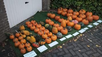 pompoenen beschikbaar voor biedingen
