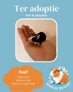 Solitaire kleurmuis ter adoptie, Maart, Mannelijk, Muis