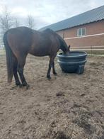 te koop waterbak, drinkbak , voerbak, 300 liter PE, Dieren en Toebehoren, Paarden en Pony's | Overige Paardenspullen, Overige soorten