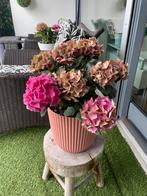 2 Hortensa’s zonder pot  (Gratis), Ophalen of Verzenden, Zomer, Overige soorten, Halfschaduw