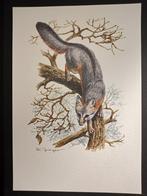 Grijze Vos, Verzenden, 1980 tot heden, Zo goed als nieuw, Dier