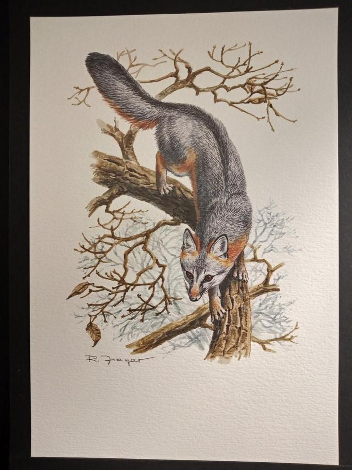 Grijze Vos, Verzamelen, Foto's en Prenten, Zo goed als nieuw, Prent, Dier, 1980 tot heden, Verzenden