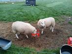 Swifter rammen, Mannelijk, Schaap
