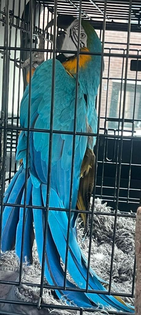 Ara vrouwtje  34 jaar kan ook praten, Dieren en Toebehoren, Vogels | Parkieten en Papegaaien, Papegaai, Vrouwelijk