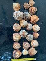 Mooie en diverse schelpen, Ophalen of Verzenden
