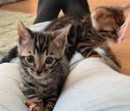 Mooie bengaal kittens, Dieren en Toebehoren, Meerdere dieren, Gechipt