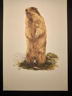Alpenmarmot, Verzenden, 1980 tot heden, Zo goed als nieuw, Dier