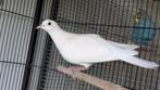 Tortelduif ️, Meerdere dieren
