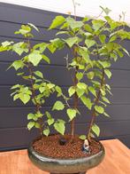 Witte Berk Bonsai bos, Tuin en Terras, Planten | Bomen, In pot, Minder dan 100 cm, Lente, Overige soorten