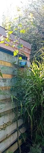 Jonge walnotenboom, Tuin en Terras, Planten | Bomen, Ophalen, Volle zon, Overige soorten, Minder dan 100 cm