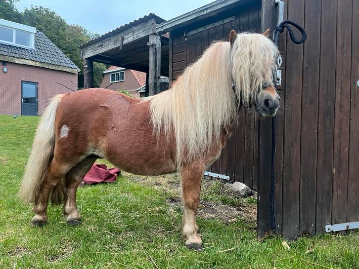 Schitterende vos NSPS hengst 85cm., Dieren en Toebehoren, Paarden en Pony's | Dekhengsten en Fokmerries, Hengst