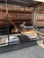 Konijntjes, Dieren en Toebehoren, Konijnen, Meerdere dieren