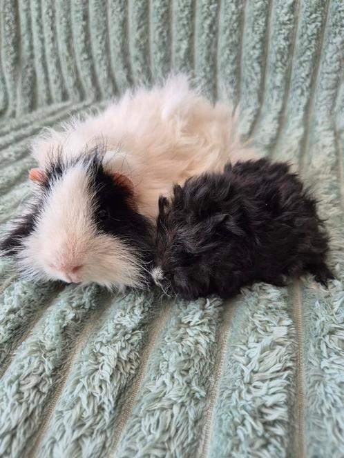 Vader en zoon. Lunkarya Cavia's., Dieren en Toebehoren, Knaagdieren, Mannelijk, Cavia, Na 1 juli 2024, Tam