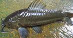 Te Koop gevraagd Kwie Kwie Hoplosternum Littorale, Dieren en Toebehoren, Vissen | Aquariumvissen, Vis, Zoetwatervis, Schoolvis