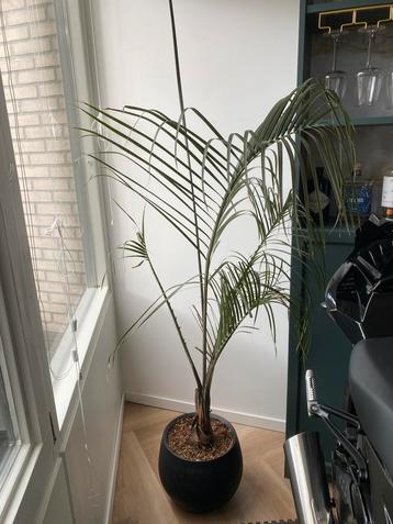 Kamer plant Driehoek palm zonder pot beschikbaar voor biedingen
