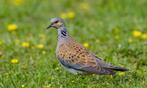 onverwante koppels zomertortels, Dieren en Toebehoren, Meerdere dieren, Tropenvogel, Geringd