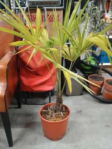 1 x palm boompje  beschikbaar voor biedingen