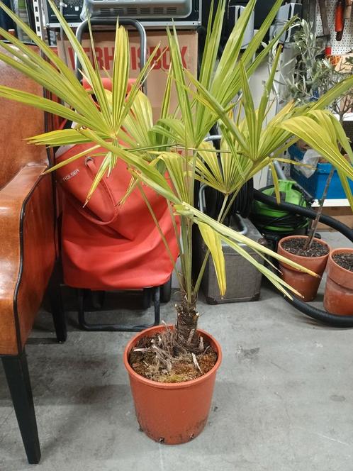 1 x palmboompje, Tuin en Terras, Planten | Tuinplanten, Vaste plant, Overige soorten, Volle zon, Zomer, Ophalen