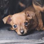 Mini dwergpinschers pups: 3 teefjes / 2 reutjes enorm lief!, Dieren en Toebehoren, Honden | Bulldogs, Pinschers en Molossers, CDV (hondenziekte)