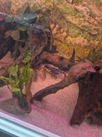 Gezocht cherax kreeft-man., Dieren en Toebehoren, Vissen | Aquariumvissen, Vis