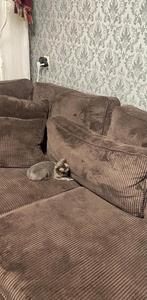 Brietse korthaar poes, Dieren en Toebehoren, Katten en Kittens | Overige Katten, Poes