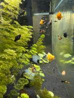 Prachtige baby ballon mollys, Dieren en Toebehoren, Vis