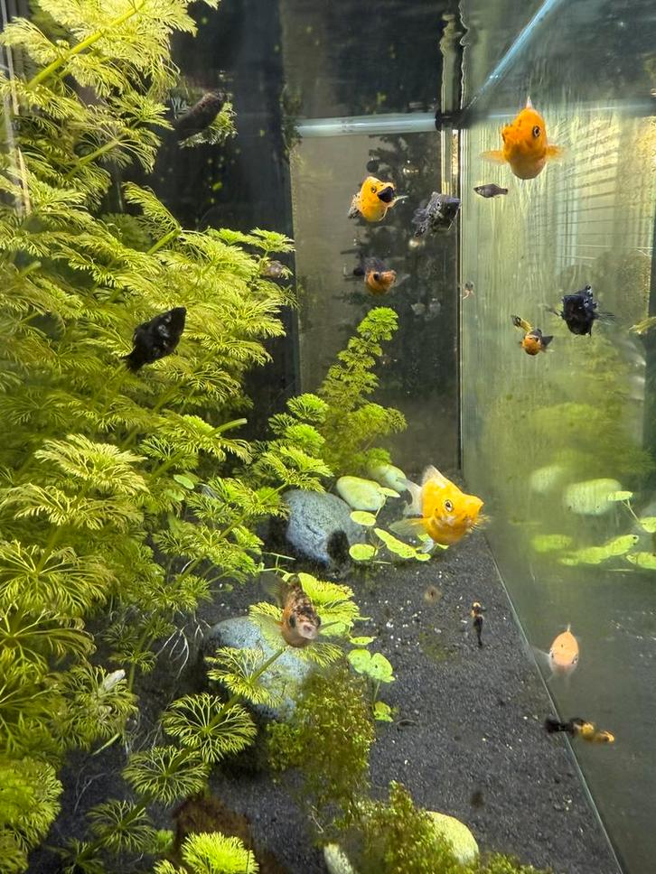 Prachtige baby ballon mollys, Dieren en Toebehoren, Vissen | Aquariumvissen, Vis