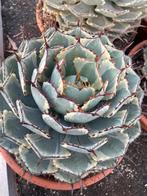 Agave Potatorum  Kichiokan Variegata potmaat 30cm., Ophalen of Verzenden, Minder dan 100 cm, Volle zon, In pot
