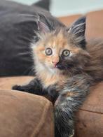 Main coon kittens, Dieren en Toebehoren, Katten en Kittens | Raskatten | Langhaar, Meerdere dieren, Ingeënt