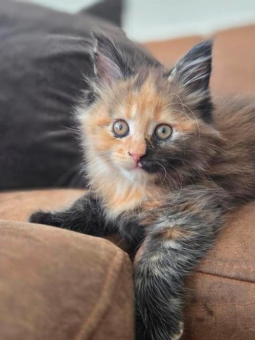 Main coon kittens, Dieren en Toebehoren, Katten en Kittens | Raskatten | Langhaar, Meerdere dieren, Ingeënt
