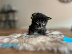 Maine coon kittens met stamboom en geteste ouders, Dieren en Toebehoren, Katten en Kittens | Raskatten | Langhaar, Meerdere dieren
