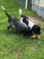 Vrolijke pups zoeken een liefdevol thuis!, Dieren en Toebehoren, Nederland, CDV (hondenziekte), 8 tot 15 weken, Meerdere