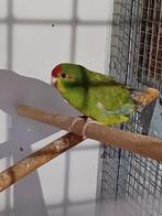 Kakariki geel groen gezoomd pop, Vrouwelijk, Parkiet, Geringd