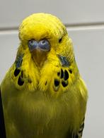 engelse grasparkieten (2025), Meerdere dieren, Parkiet, Tam