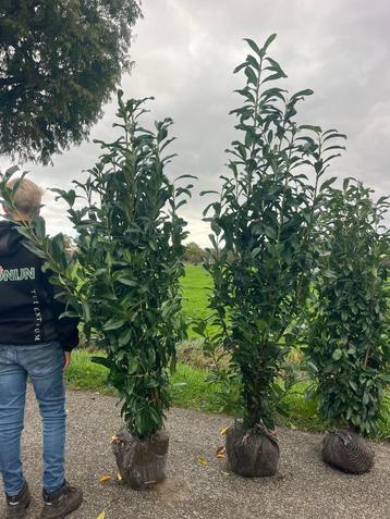 Haaglaurier, Prunus Genolia 160-180 cm hoog Nu te planten!! beschikbaar voor biedingen