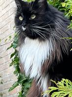 Main Coon, Dieren en Toebehoren, Poes, Gechipt, 3 tot 5 jaar