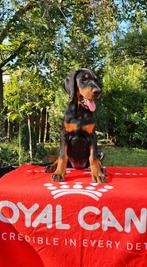 Prachtige Dobermann pups, Dieren en Toebehoren, Honden | Bulldogs, Pinschers en Molossers, Rabiës (hondsdolheid), Overige rassen
