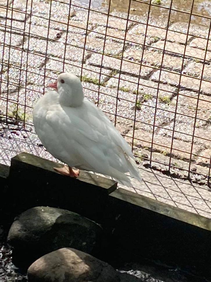 Siereenden, Dieren en Toebehoren, Pluimvee, Kip, Geslacht onbekend